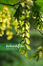 Attēlu rezultāti vaicājumam “Acer rufinerve flower”