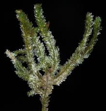 Attēlu rezultāti vaicājumam “Neckera pennata”