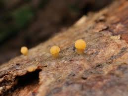 Attēlu rezultāti vaicājumam “Bactridium flavum”