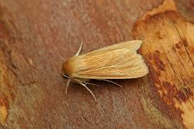 Attēlu rezultāti vaicājumam “Mythimna impura”