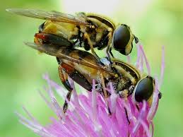 Attēlu rezultāti vaicājumam “Helophilus sp.”