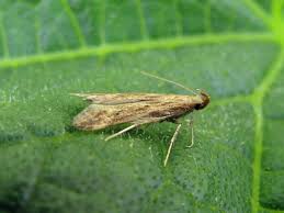 Attēlu rezultāti vaicājumam “Gelechia jakovlevi”