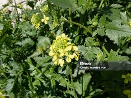 Attēlu rezultāti vaicājumam “Sinapis arvensis”