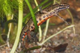 Attēlu rezultāti vaicājumam “Triturus vulgaris”