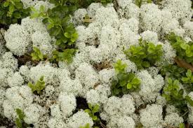 Attēlu rezultāti vaicājumam “Cladonia stellaris”