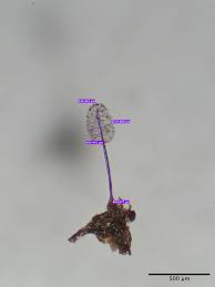 Attēlu rezultāti vaicājumam “Comatricha laxa macro”