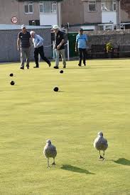 Image result for Llanfairfechan Bowling Club