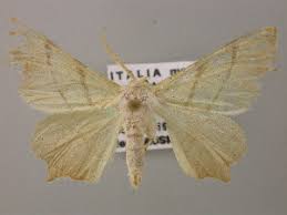 Attēlu rezultāti vaicājumam “Ennomos autumnaria male”