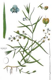 Attēlu rezultāti vaicājumam “Cardaminopsis arenosa”