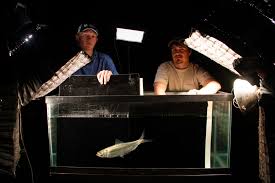 Image result for Alosa alabamae