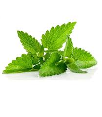 Image result for Melisse