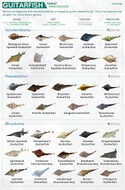 Image result for Acroteriobatus blochii