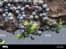 Attēlu rezultāti vaicājumam “Lamproderma nigrescens”