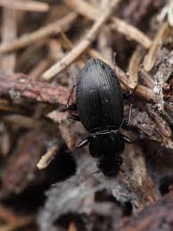 Attēlu rezultāti vaicājumam “Pterostichus oblongopunctatus”