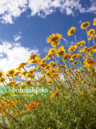 Attēlu rezultāti vaicājumam “Anthemis tinctoria flower”