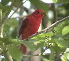 Image result for Piranga rubra