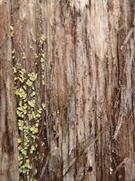 Attēlu rezultāti vaicājumam “Xylographa paralella”