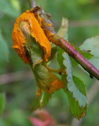 Attēlu rezultāti vaicājumam “Phragmidium sp.”