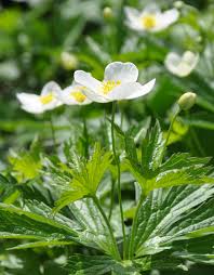 Attēlu rezultāti vaicājumam “Anemone sylvestris fruit”