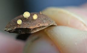 Attēlu rezultāti vaicājumam “Hymenoscyphus fructigenus var. coryli”