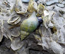 Image result for Cinctura hunteria