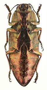 Attēlu rezultāti vaicājumam “Chalcophora mariana”