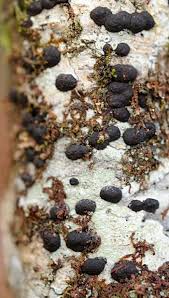 Attēlu rezultāti vaicājumam “Hypoxylon fuscum”