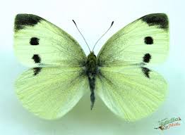 Attēlu rezultāti vaicājumam “Pieris rapae male”