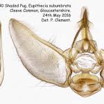 Attēlu rezultāti vaicājumam “Eupithecia subumbrata”
