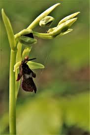 Attēlu rezultāti vaicājumam “Ophrys insectifera flower”