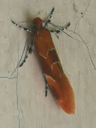 Attēlu rezultāti vaicājumam “Epicallima formosella”