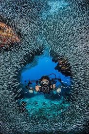 Image result for S England Dive Devil