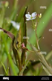 Attēlu rezultāti vaicājumam “Veronica scutellata flower”