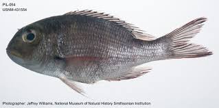 Image result for Monotaxis grandoculis