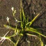 Attēlu rezultāti vaicājumam “Subularia aquatica leaf”