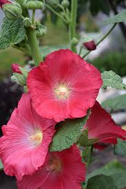 Attēlu rezultāti vaicājumam “Alcea rosea leaf”