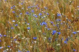 Attēlu rezultāti vaicājumam “Cyanus segetum”