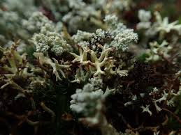 Attēlu rezultāti vaicājumam “Cladonia parasitica”