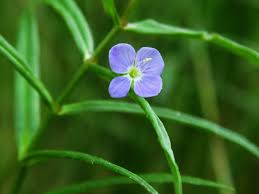 Attēlu rezultāti vaicājumam “Veronica scutellata bud”