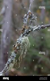 Attēlu rezultāti vaicājumam “Tuckermannopsis chlorophylla”