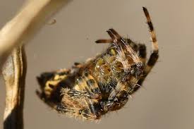 Attēlu rezultāti vaicājumam “Araneus diadematus eggs”