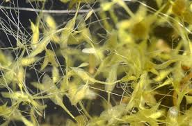 Attēlu rezultāti vaicājumam “Lemna trisulca”