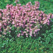 Attēlu rezultāti vaicājumam “Thymus serpyllum flower”