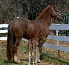 Image result for chestnut friesian