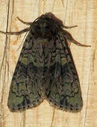 Attēlu rezultāti vaicājumam “Craniophora ligustri imago”