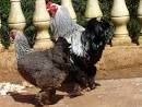 Chicken Pics: Photos of Popular Chicken Breeds (and all things ...