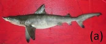 Image result for Carcharhinus albimarginatus