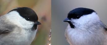 Attēlu rezultāti vaicājumam “Poecile montanus”