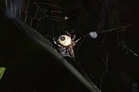 Attēlu rezultāti vaicājumam “Araneus marmoreus”