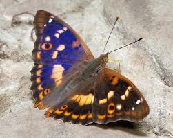 Attēlu rezultāti vaicājumam “Apatura ilia”